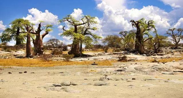 非洲特色风景——猴面包树  2023年去非洲旅游打卡地线路报价最佳季节开始啦！